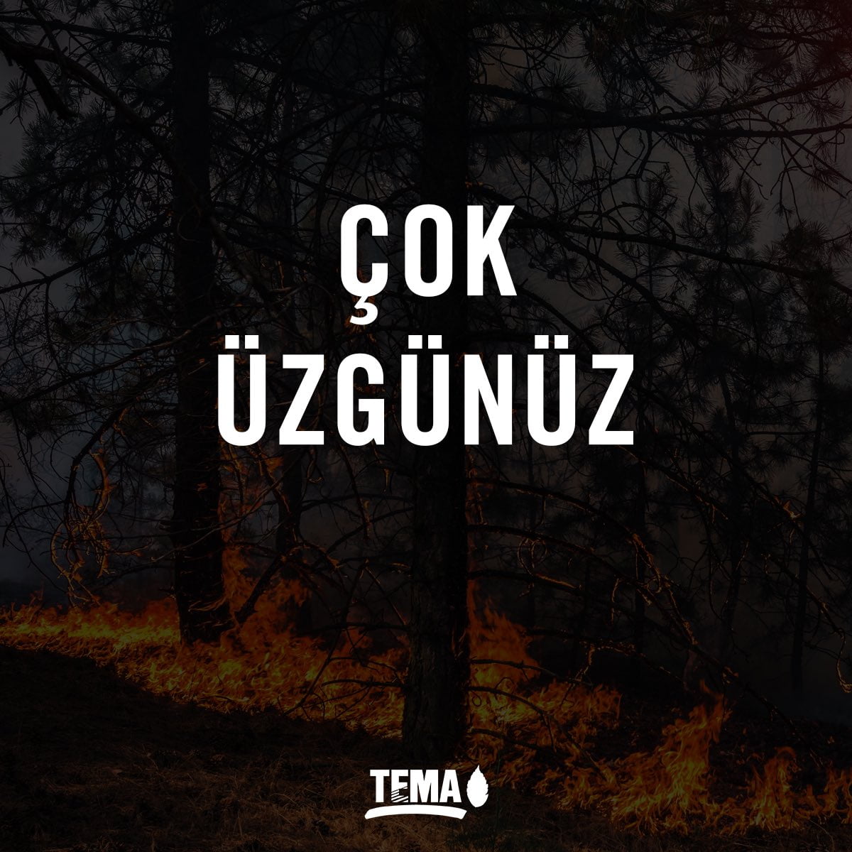 Türkiye’de Orman Yangınları: Doğal Zenginliklerimiz Tehdit Altında