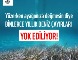 Deniz Çayırlarının Yok Edilmesi Akdeniz Ekosistemini Tehdit Ediyor!