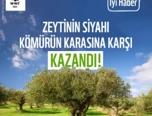 Kömüre Karşı Zeytin Kazandı! Danıştay’dan Zeytinlikler İçin Olumlu Karar