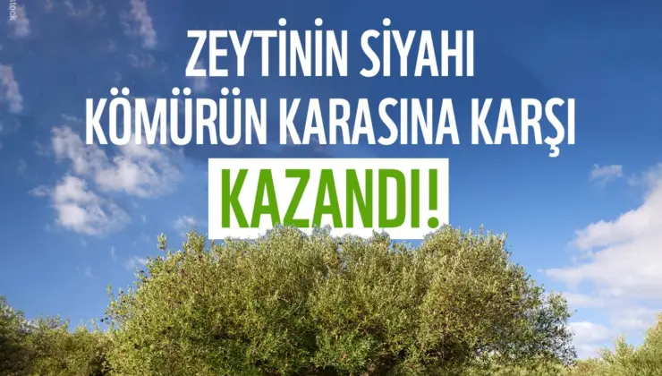 Kömüre Karşı Zeytin Kazandı! Danıştay’dan Zeytinlikler İçin Olumlu Karar