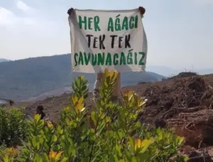 Yeni Bir Orman Kanunu Talebi