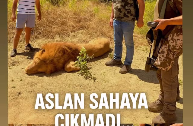 Aslanın Ardından