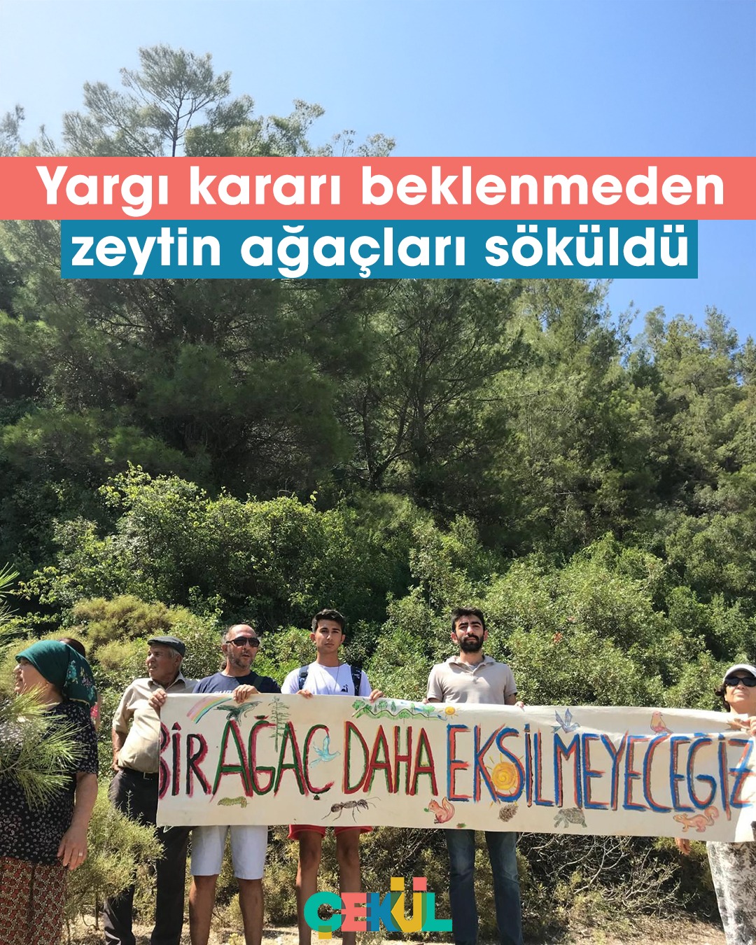 Akbelen’de Zeytin Ağaçları Kömür Madeni İçin Sökülüyor