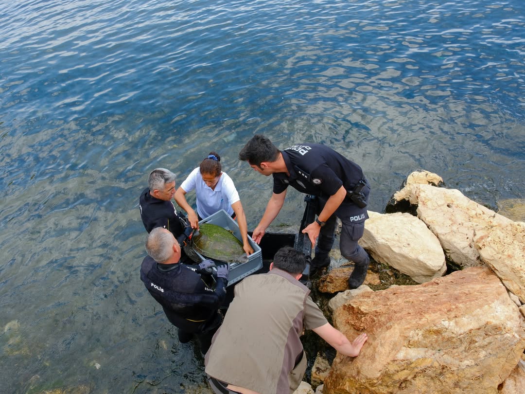 Finike’de Yaralı Yeşil Deniz Kaplumbağaları İçin Seferberlik